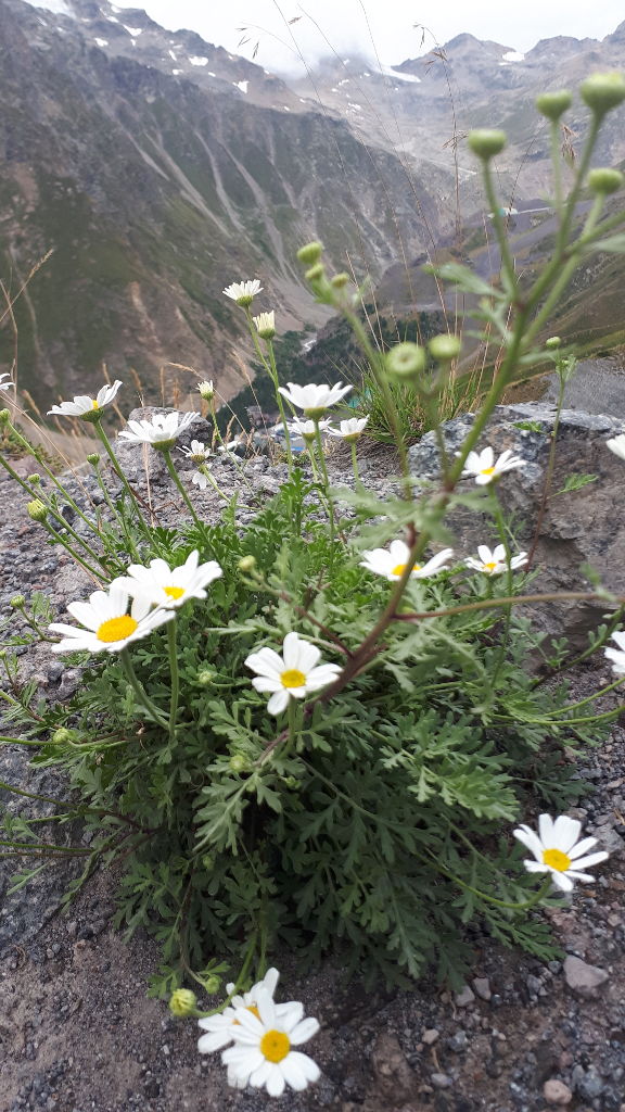 Цветы в районе Эльбруса