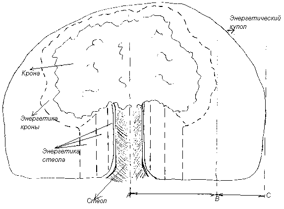 Как просматривается отдельно стоящее дерево